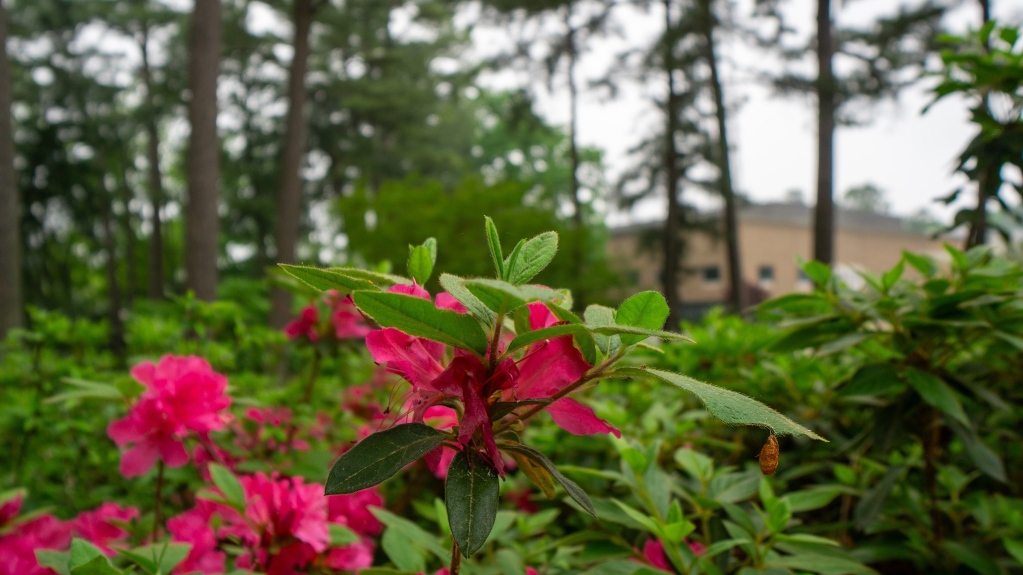 Pink azalea blossoms in close-up