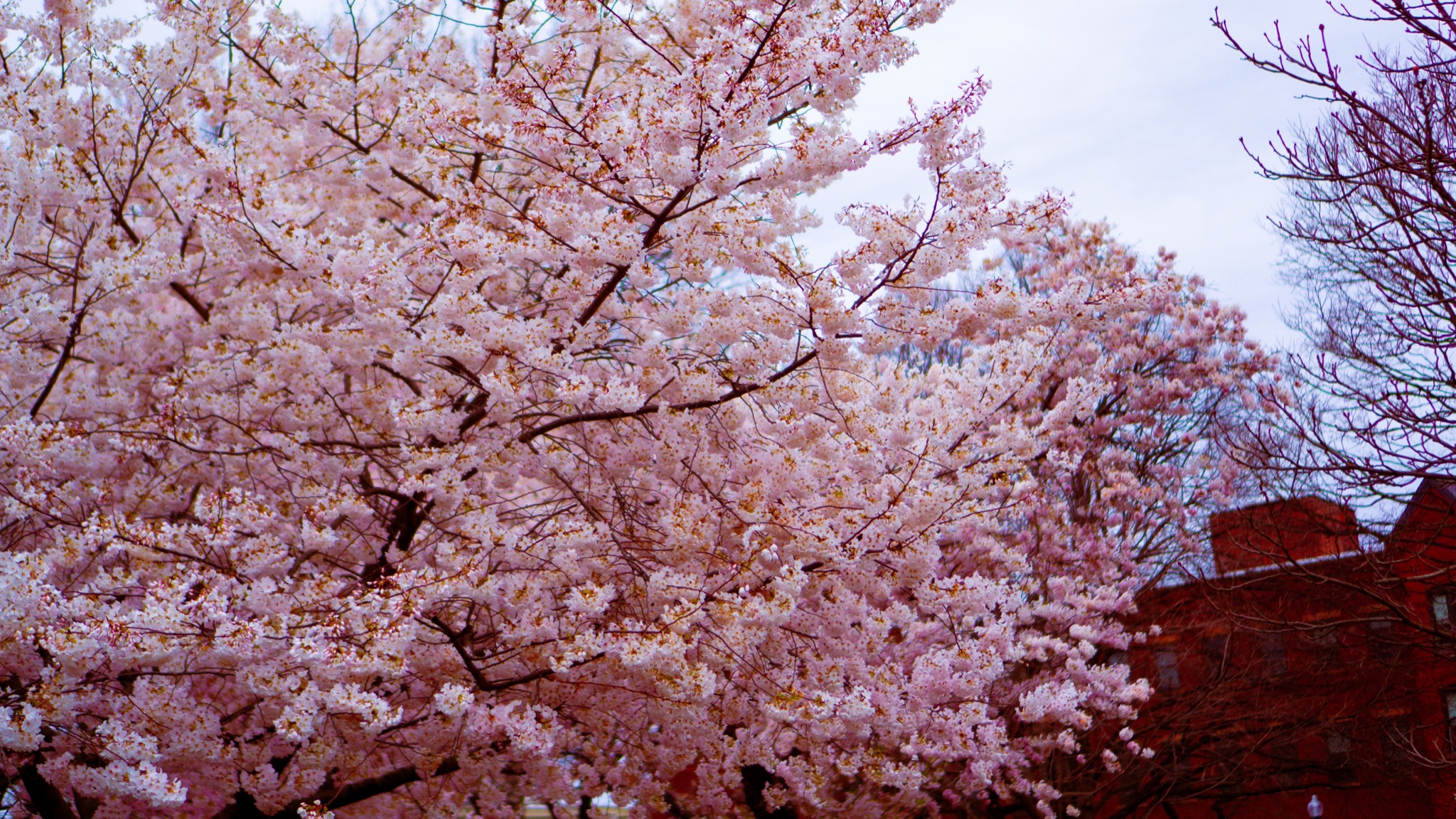 Cherry blossoms in bloom