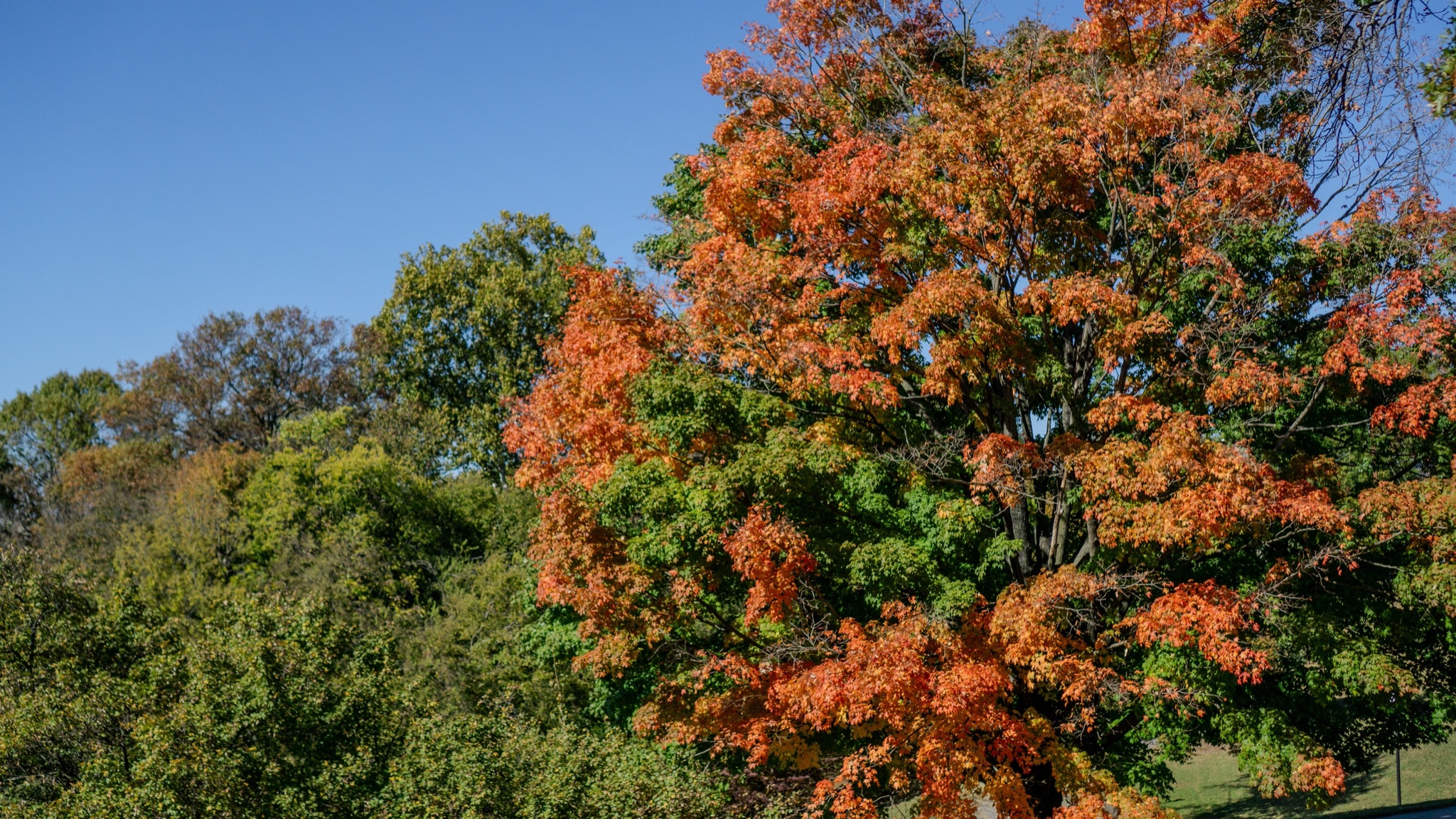 Autumn trees in fall foliage