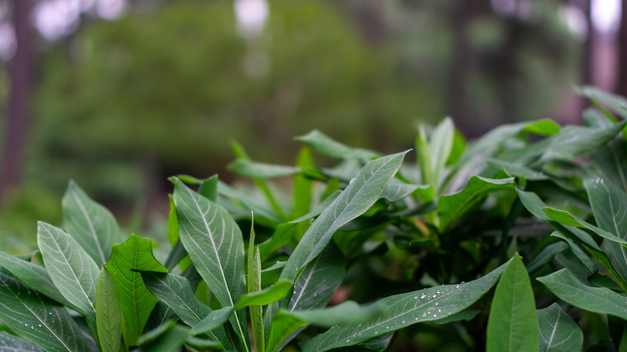 Close-up of leaves with dew drops